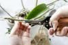 Rezanje orhidej: nasveti za pravi rez
