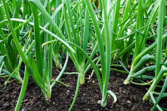 Spring Onion Cultivation
