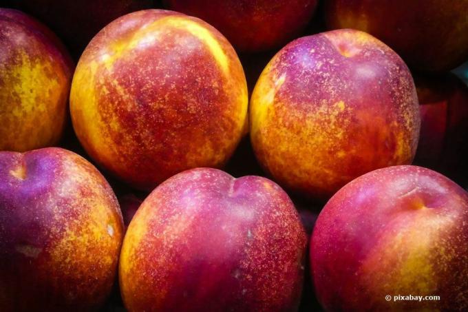 Récolter les nectarines