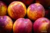 When can you harvest nectarines? Information about the best harvest time