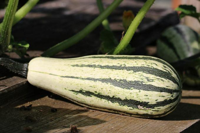 elongated, white pumpkin with green stripes