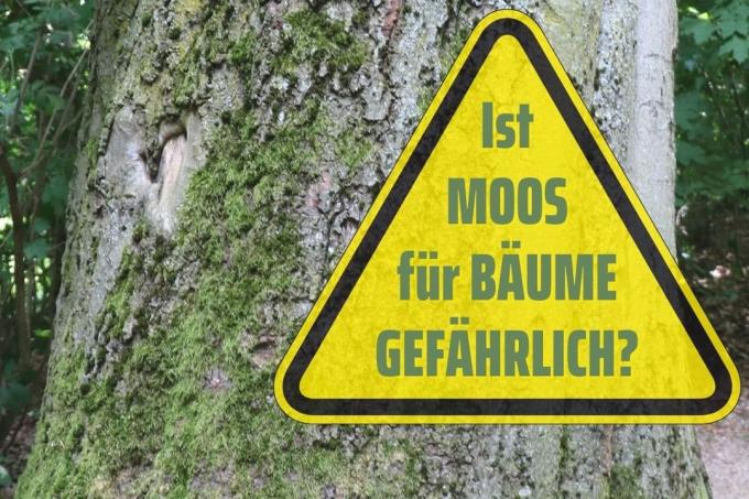 Remove moss from trees