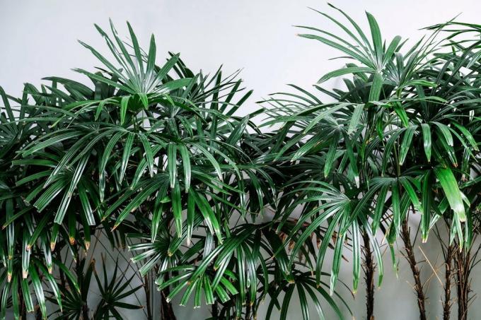 Paličasta palma, Rhapis excelsa, zelena rastlina, ki je enostavna za nego