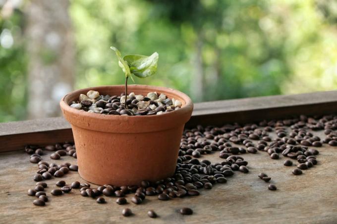 コーヒーノキ植物