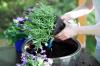Plantera lavendel: plats, blomningstid och instruktioner