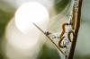 Use neem against spider moth
