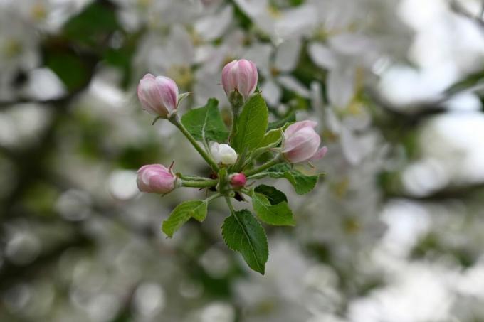 「メルクール」リンゴの花