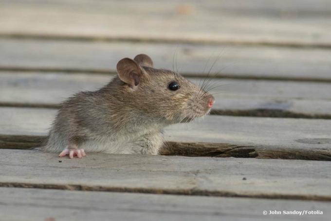 Szczur między drewnianymi deskami