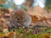 النباتات ضد الفئران: ما الذي يساعد حقًا؟