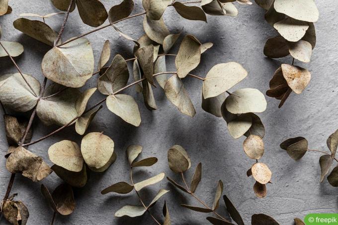 Zwiędłe liście eukaliptusa