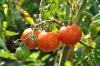 Tigrované paradajky: odrody, pestovanie a zber