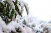 Hibernați corect oleandrii și protejați-i de îngheț