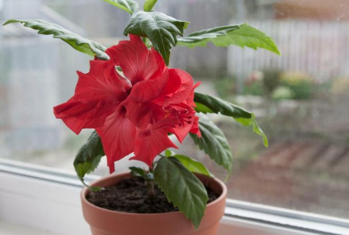 Hibiscus with red flowers
