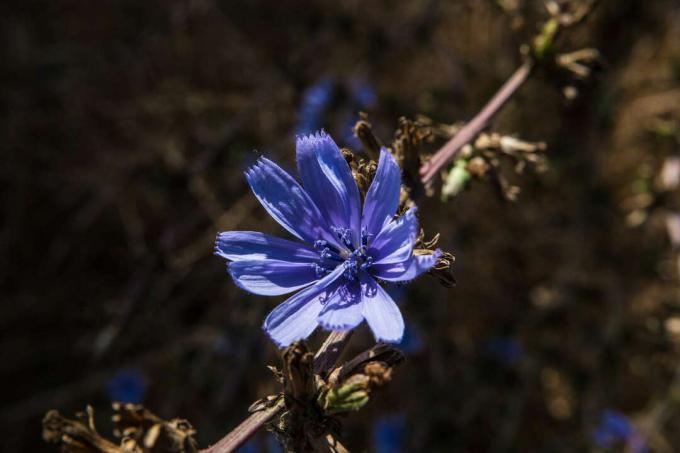 Bloeiende radicchio plant in blauw
