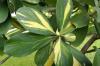 Plant, care for & propagate balsam apples