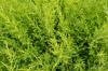 Вічнозелені швидкозростаючі живоплоти: 10 ідеальних рослин