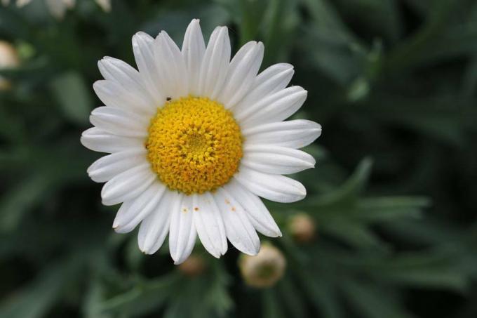 Marguerite blomst