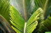 Alles over buitenorchideeën: variëteiten, standplaats en verzorging