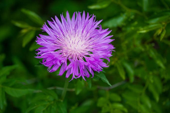 Floare bicoloră de cnapweed