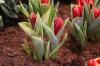 თუთიის აბაზანის დარგვა: 10 ყვავილი და მწვანილი