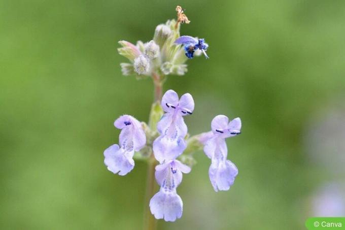 Синя котешка трева (Nepeta x faassenii)