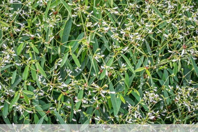 Sihirli kar Euphorbia graminea