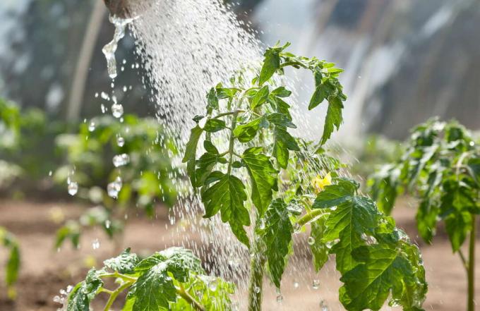 Tomatenplanten water geven