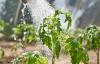 5 поширених помилок при вирощуванні томатів