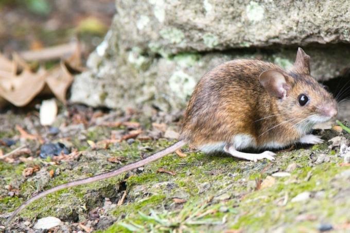 Myš lesná - Apodemus sylvaticus