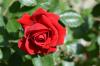 Roses rouges: les 15 variétés les plus romantiques