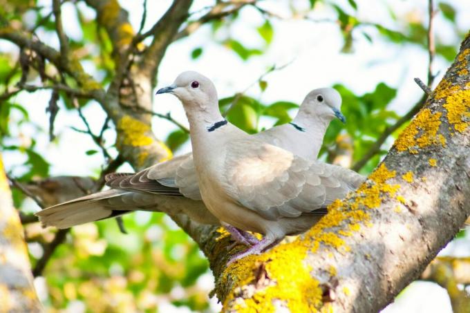 Obojkové holuby na strome