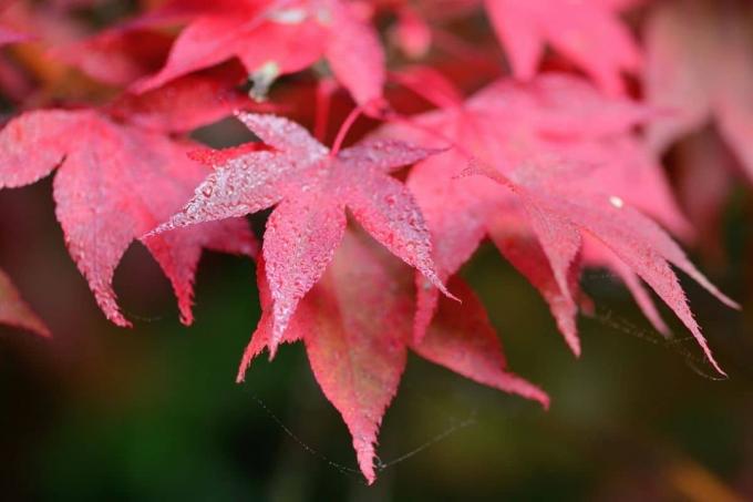 Листья японского клена ярко-красного цвета