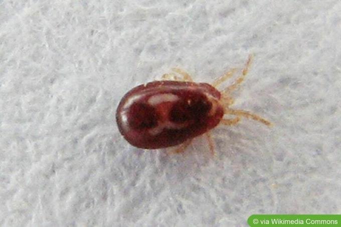 Red mite (Dermanyssus gallinae)