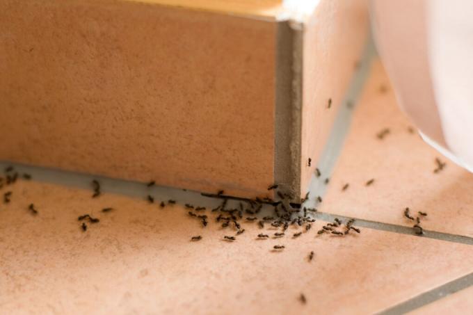 dumblių kalkės nuo skruzdėlių