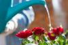 Ruusujen kastelu: kuinka usein ja kuinka paljon?