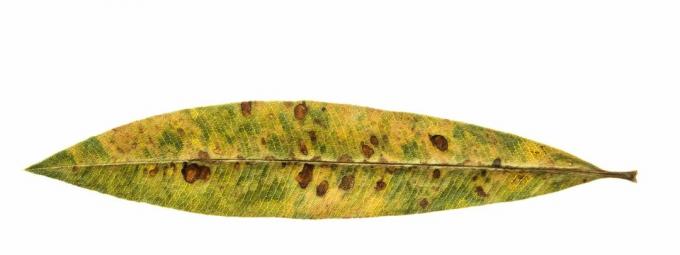 Мртви лист олеандра жуте боје