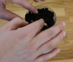 Put seeds in soil