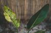 Vedlikeholde Strelitzia: ompotting, overvintring og co