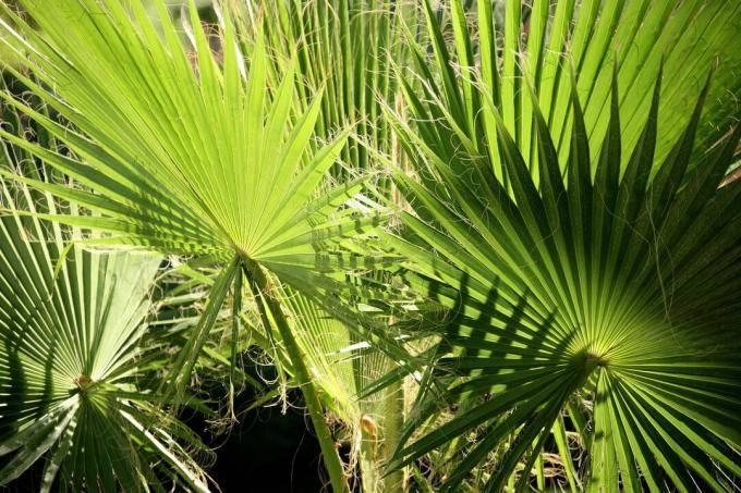 Folhas da palmeira de cânhamo