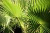 Cuidando de palmeiras de cânhamo: corte, rega & Co.