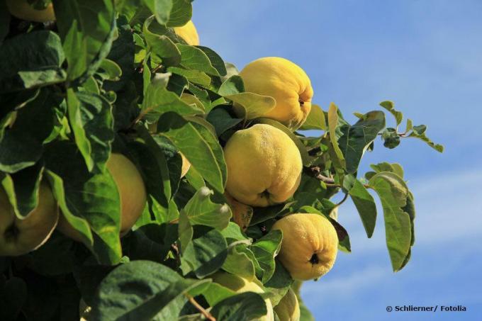 Fruits de coing sur l'arbre, Cydonia oblonga 