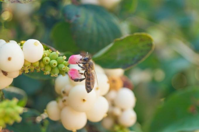 Lumimarjan mehiläinen kerää nektaria