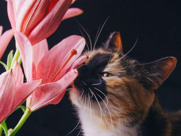 Mačka miriše ružičaste ljiljane
