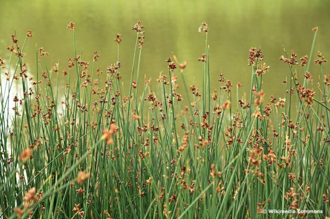 Зеленый пруд (Schoenoplectus lacustris), высокая трава