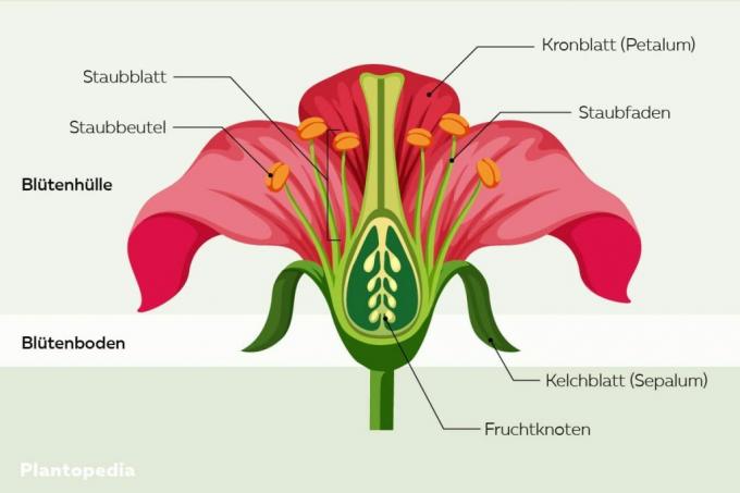 Структура цвећа