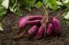 Καλλιέργεια γλυκοπατάτας: Συμβουλές για τις ποικιλίες και τη συγκομιδή