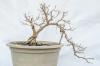Il bonsai sta perdendo le foglie: cosa fare?