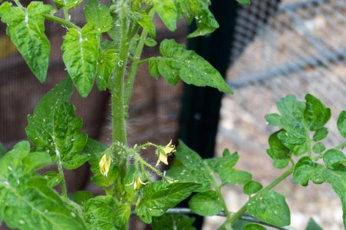Φυτό ντομάτας με λευκές μύγες