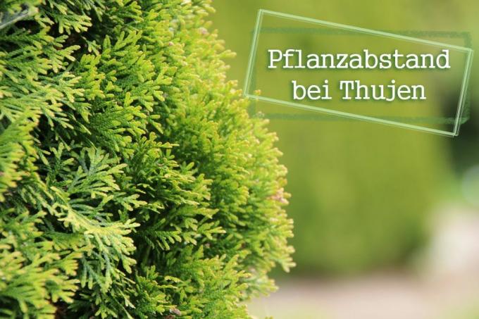 Διάστημα φυτών για το Thujen