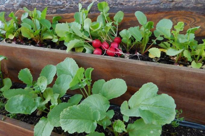 Radishes in the bed